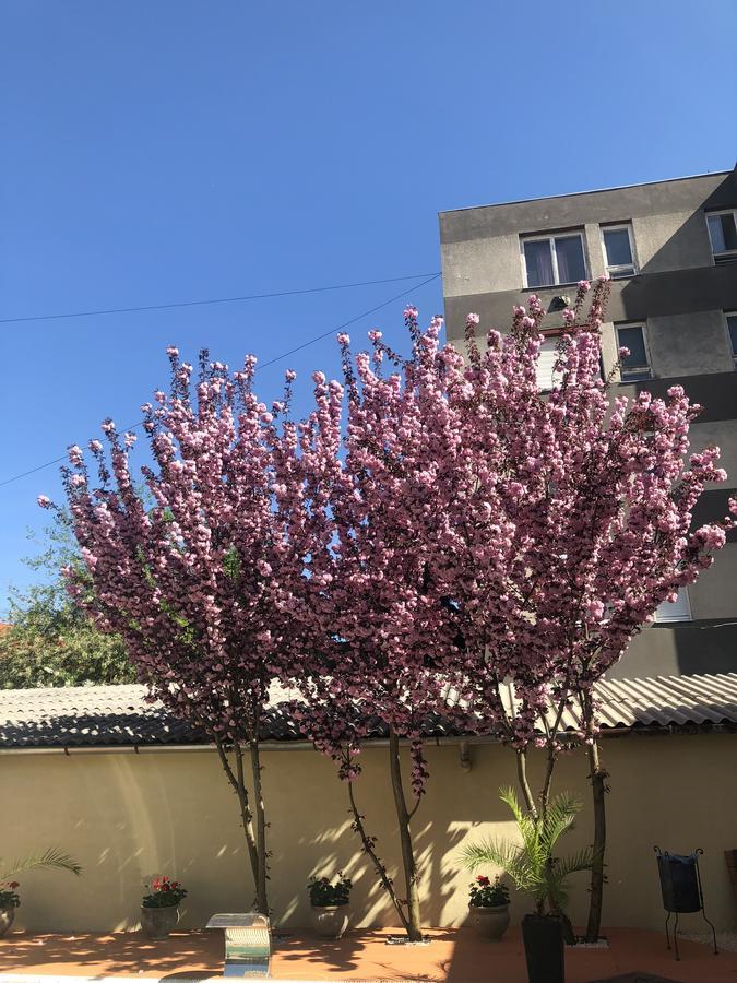 默苏利酒店 塞格德 外观 照片